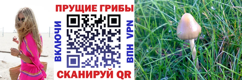 Галлюциногенные грибы MAGIC MUSHROOMS  Верея 