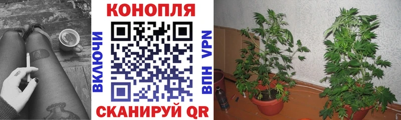 закладка  Верея  Каннабис гибрид 